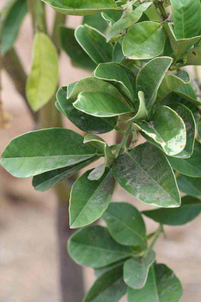              Sun leaves (Riverside, CA)       